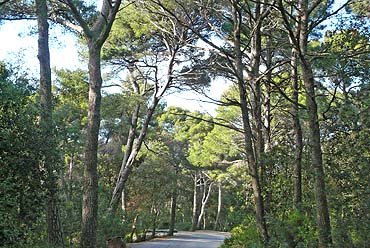 Presqu'ile de giens - Pinien